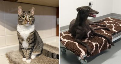Superhero pets recognised for life-saving blood donations